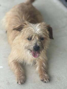 Rescue Terrier Dogs for Adoption in Ashville, Ohio - Bruno | PetCurious
