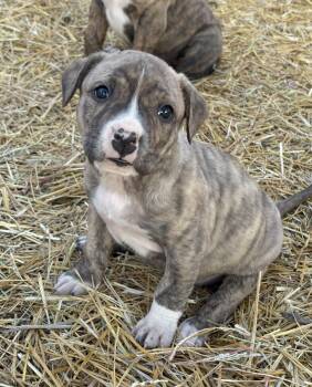 Mixed Breed Dogs Available for Adoption in Cando, Saskatchewan - Tulip | PetCurious