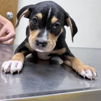 Ace-5087 -  Rottweiler and Mixed Breed Dog for Adoption in Tyler, Texas - Ace-5087 | PetCurious