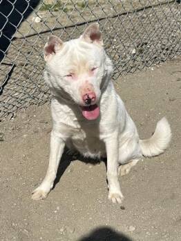 Shiba Inu and Mixed Breed Dogs Available for Adoption - EMILY | PetCurious