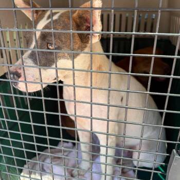 Barbie -  Mixed Breed Dog for Adoption in Huntington, West Virginia - Barbie | PetCurious
