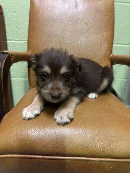 Terrier and Mixed Breed Dogs Available for Adoption in Irwin, Pennsylvania - Rob | PetCurious