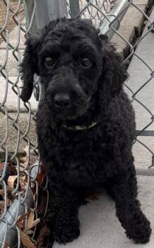Poodle Dogs Available for Adoption in Mauston, Wisconsin - Lady Di | PetCurious