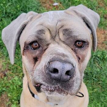 Cane Corso Dogs Available for Adoption in Manchester, Pennsylvania - Belle (FNA Swirly Girl) | PetCurious