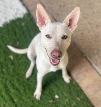 Rescue Shepherd and Cattle Dog Dogs for Adoption in Tulsa, Oklahoma - Trixie | PetCurious