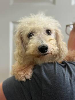 Bichon Frise Dogs Available for Adoption in Blue Springs, Missouri - Orion | PetCurious