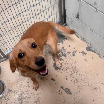 Karter -  Labrador Retriever Dog for Adoption in Tuscaloosa, Alabama - Karter | PetCurious