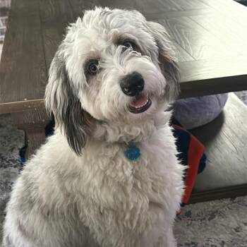 Enzo -  Aussiedoodle Dog for Adoption in Eustis, Florida - Enzo | PetCurious