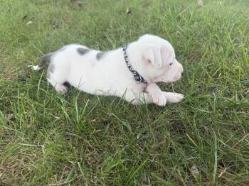 Risk -  Mixed Breed Dog for Adoption - Risk | PetCurious