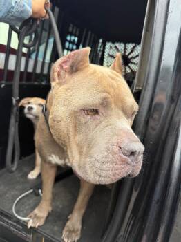 American Staffordshire Terrier Dogs Available for Adoption in Rockport, Texas - Esmeralda Took | PetCurious