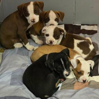 American Staffordshire Terrier Dogs Available for Adoption - Rye | PetCurious