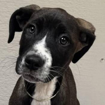Phoebe -  Mixed Breed and Labrador Retriever Dog for Adoption in Salt Lake City, Utah - Phoebe | PetCurious