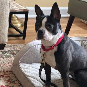 Boston Terrier Dogs Available for Adoption - Bell | PetCurious