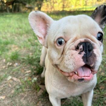 Gouda -  French Bulldog Dog for Adoption in Daphne, Alabama - Gouda | PetCurious
