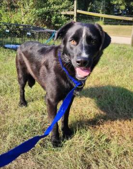 Rescue Flat Coated Retriever Dogs for Adoption in Troy, Alabama - Rocket | PetCurious