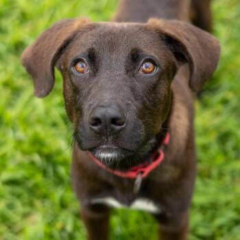 Winston -  Labrador Retriever and Mixed Breed Dog for Adoption in Wilmington, Delaware - Winston | PetCurious