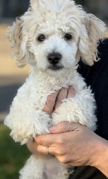 Beans -  Miniature Poodle and Maltese Dog for Adoption in Yuba City, California - Beans | PetCurious