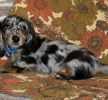 Lux -  Dachshund Dog for Adoption in Blessing, Texas - Lux | PetCurious