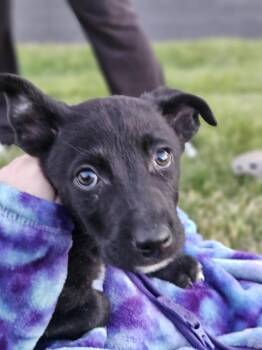 Labrador Retriever Dogs Available for Adoption in Waunakee, Wisconsin - Cold Brew Coffee | PetCurious