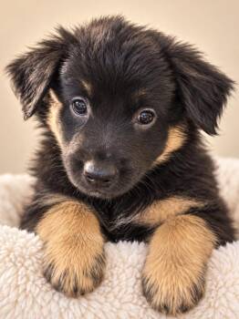 Salem -  Mixed Breed Dog for Adoption in Mesa, Arizona - Salem | PetCurious
