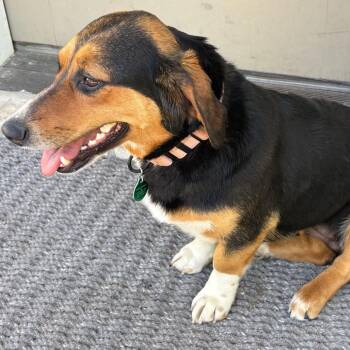 Beagle and Mixed Breed Dogs Available for Adoption in Buffalo, Minnesota - Glizzy | PetCurious
