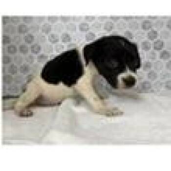 Scraggy -  Labrador Retriever and Mixed Breed Dog for Adoption in Clearwater, Florida - Scraggy | PetCurious