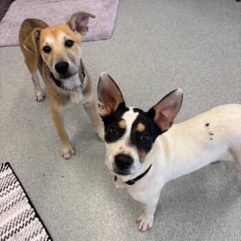 Mixed Breed Dogs Available for Adoption in Wheeling, Illinois - Noble | PetCurious