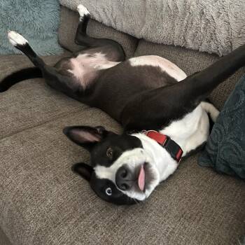 Border Collie Dogs Available for Adoption in Phoenix, Arizona - Luna | PetCurious