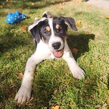 Rescue Mixed Breed Dogs for Adoption in Moab, Utah - Downy | PetCurious