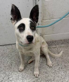 Mixed Breed Dogs Available for Adoption in Kansas City, Missouri - Gooseberry | PetCurious
