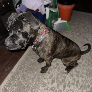 Big Coco -  Cane Corso Dog for Adoption in Philadelphia, Pennsylvania - Big Coco | PetCurious