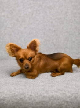 Rescue Chihuahua Dogs for Adoption in Margate, Florida - ROCKY | PetCurious
