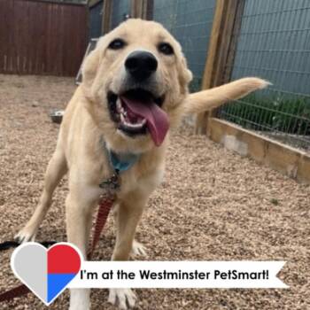 Holla -  Mixed Breed Dog for Adoption in Fort Collins, Colorado - Holla | PetCurious