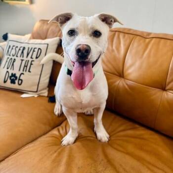 Momo Sugar the Happiest Petite Fella -  Staffordshire Bull Terrier and Chihuahua Dog for Adoption in Friendswood, Texas - Momo Sugar The Happiest Petite Fella | PetCurious