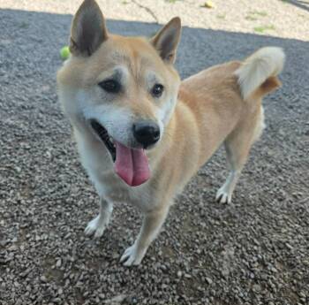 Bonita -  Shiba Inu Dog for Adoption in Sprakers, New York - Bonita | PetCurious