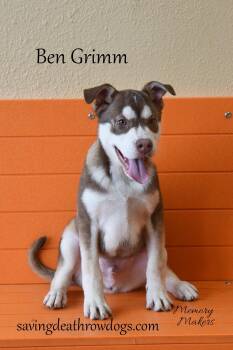 Ben Grimm -  Husky and Australian Kelpie Dog for Adoption in Topeka, Kansas - Ben Grimm | PetCurious