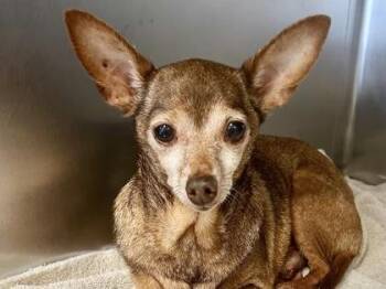 Mixed Breed Dogs Available for Adoption - Baldwin | PetCurious