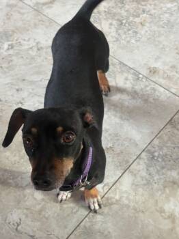 Dachshund Dogs Available for Adoption - Lovey | PetCurious