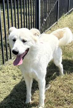Bianca -  Great Pyrenees Dog for Adoption in Horn Lake, Mississippi - Bianca | PetCurious