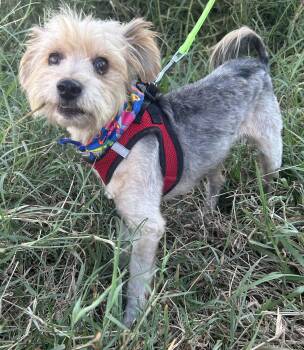 TEDDY -  Norfolk Terrier Dog for Adoption in Bell Gardens, California - TEDDY | PetCurious