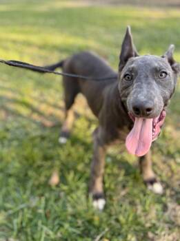 Rescue Pit Bull Terrier Dogs for Adoption in Upper Sandusky, Ohio - Queen | PetCurious