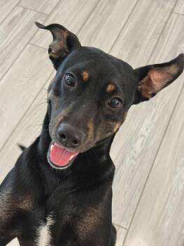 Miniature Pinscher Dogs Available for Adoption in Houston, Texas - TULIP | PetCurious