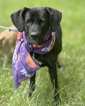 Bonnie -  Black Labrador Retriever and Great Dane Dog for Adoption in Lake Wylie, South Carolina - Bonnie | PetCurious