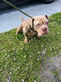 American Bulldog Dogs Available for Adoption in Doral, Florida - FENDI | PetCurious