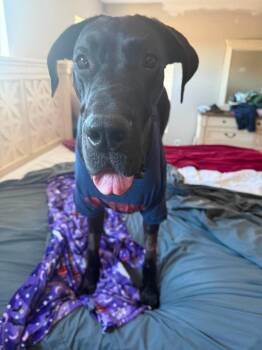 Dante -  Great Dane Dog for Adoption in Bullard, Texas - Dante | PetCurious