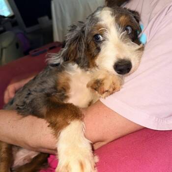 Dutch -  Australian Shepherd and Poodle Dog for Adoption in Daphne, Alabama - Dutch | PetCurious