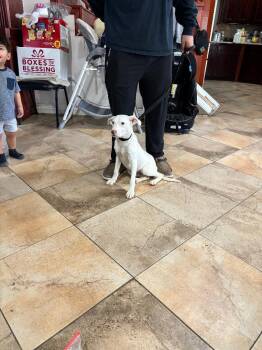 Rescue Staffordshire Bull Terrier and Fox Terrier Dogs for Adoption in San Antonio, Texas - JANICE | PetCurious