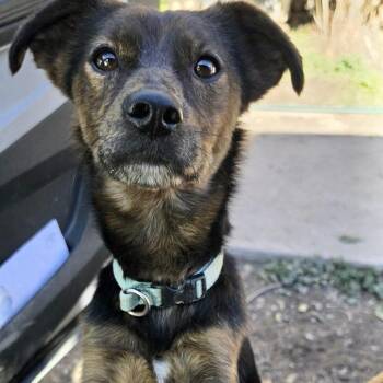 Taco -  Terrier Dog for Adoption in Pocatello, Idaho - Taco | PetCurious