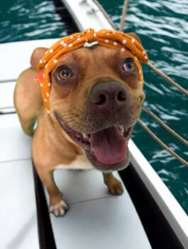 Rescue Pit Bull Terrier Dogs for Adoption in Harrodsburg, Kentucky - Emmy | PetCurious