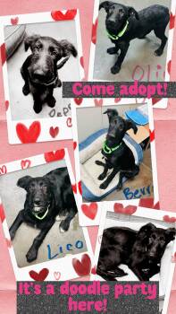 5 Doodles -  Standard Poodle Dog for Adoption in Council Bluffs, Iowa - 5 Doodles | PetCurious